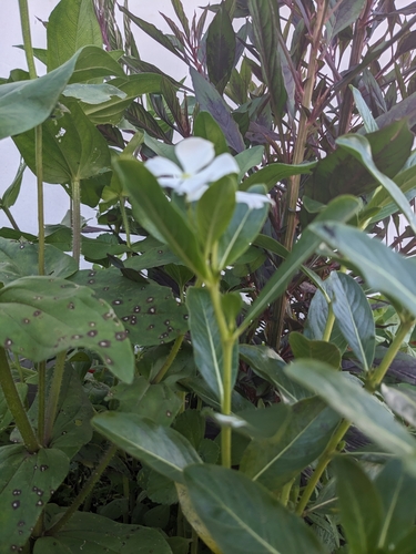 Madagascar Periwinkle