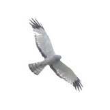 Cinereous Harrier photo 2