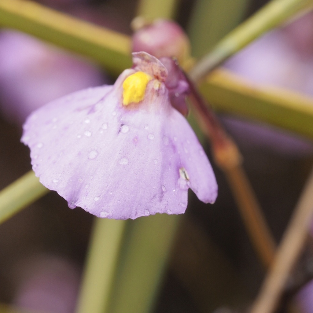 Utricularia barkeri R.W.Jobson