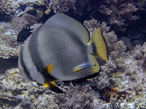Batfish (Platax orbicularis) — Ephippidae — 5