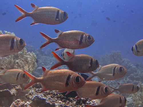 Epaulet soldierfish (Myripristis kuntee) — Holocentridae — 5