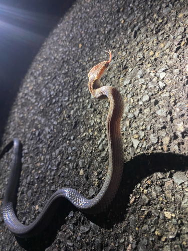 Golden-crowned Snake sighting