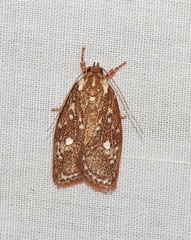 Euchaetis metallota