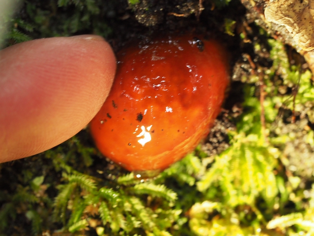 Cortinarius beeverorum · September 2025 · photo: © felixcollins (iNaturalist, cc0)