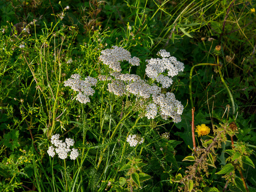 common yarrow