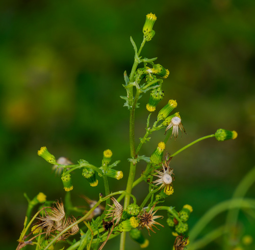 common groundsel