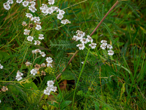 Sneezewort
