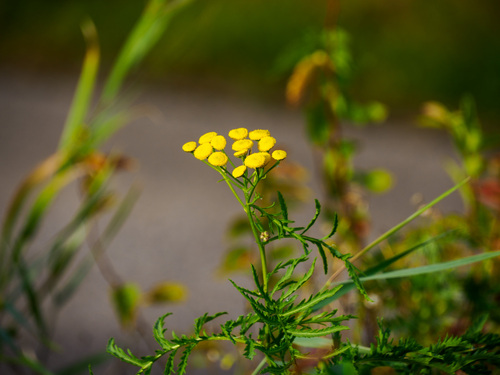 tansy