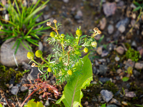 pineapple-weed