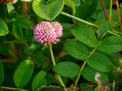 Red Clover