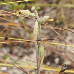 Calochilus herbaceus