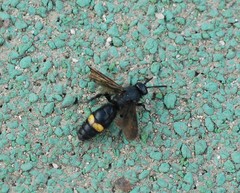 Scoliidae