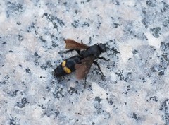 Scoliidae