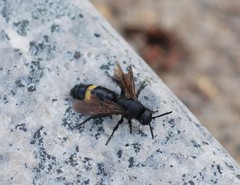 Scoliidae