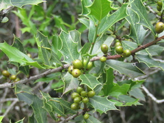 Maytenus ilicifolia