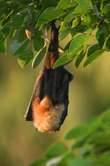 Pteropus rodricensis