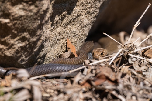 Eastern Brown Snake sighting