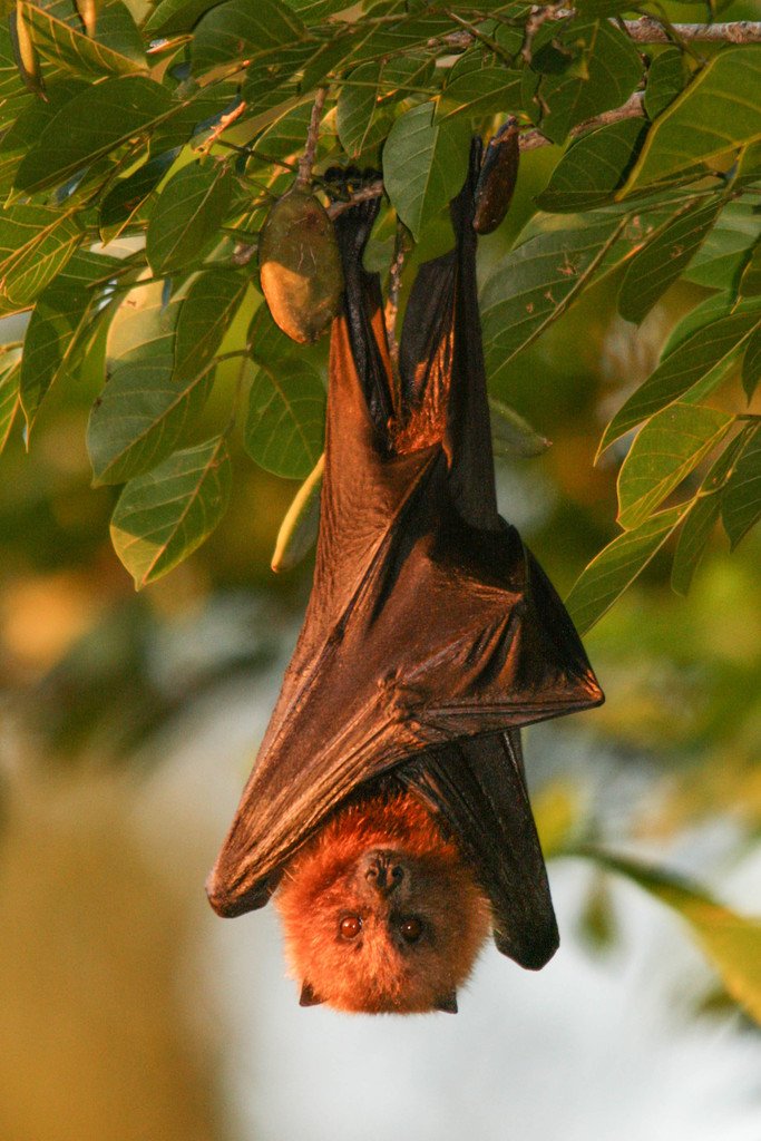 do flying fox bats hibernate