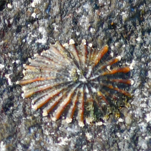 Siphonaria denticulata