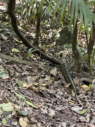 Coastal Carpet Python sighting