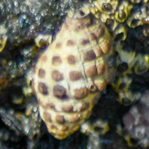 Arakawania marginalba