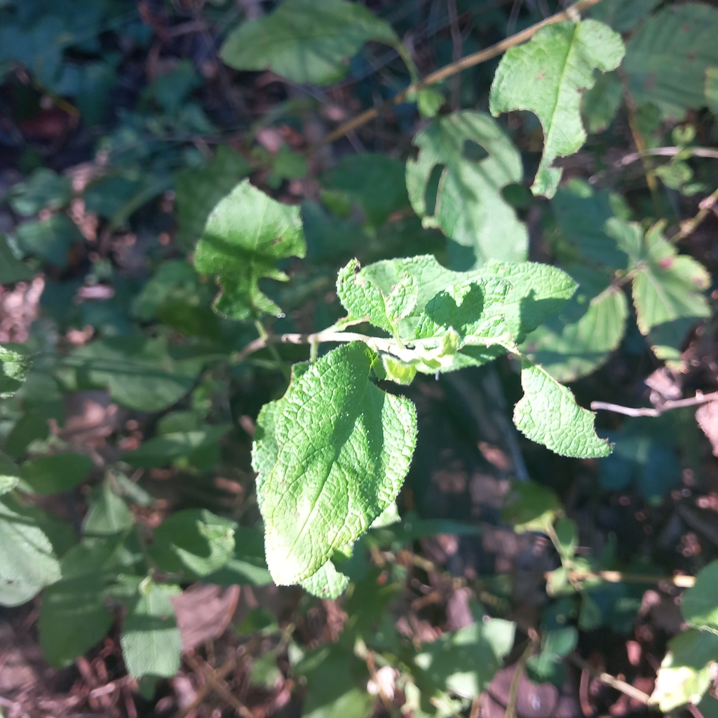 Sage-leaved Rock-rose