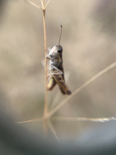 Mottled Grasshopper, Gelderland, NL, photo 9 of 10