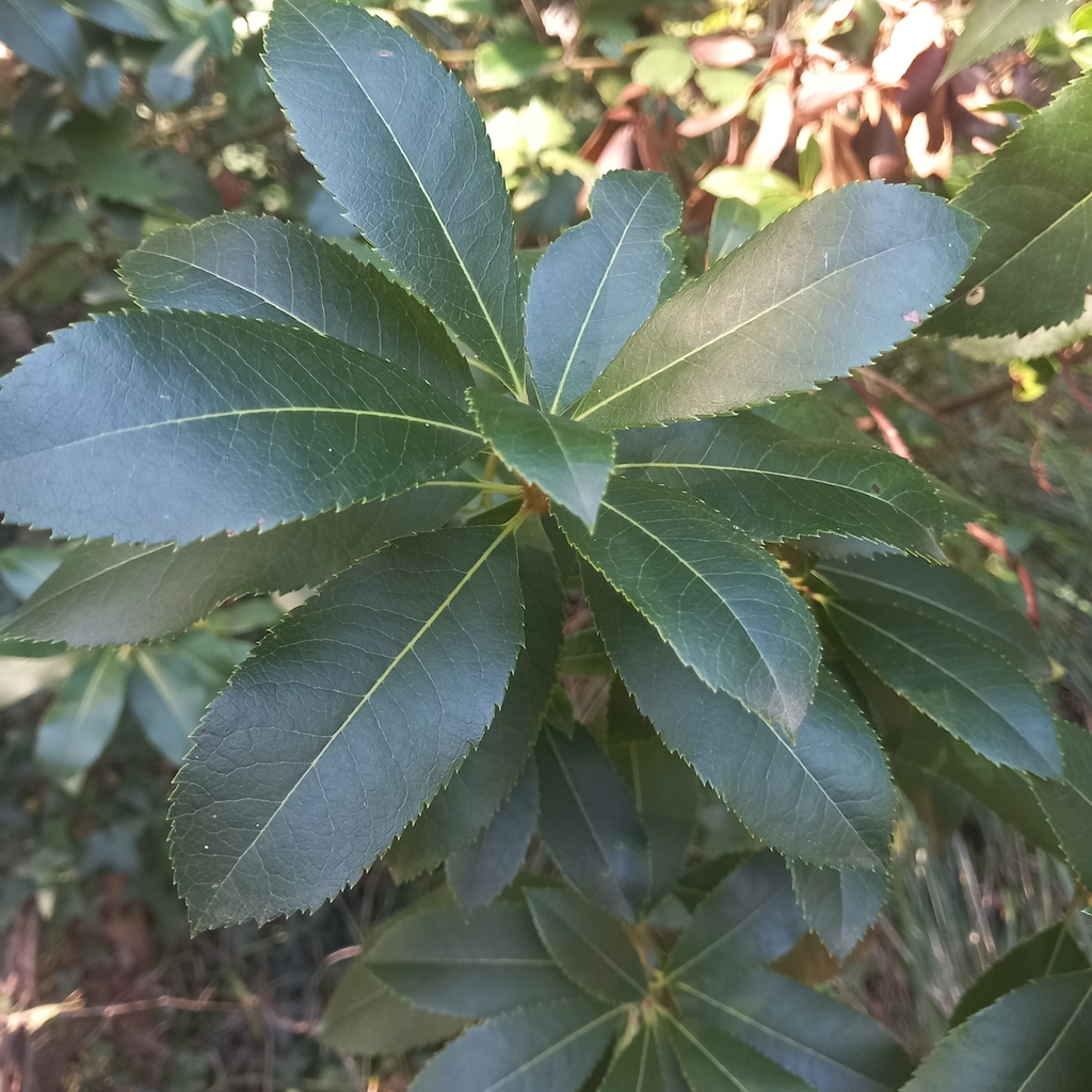 Strawberry tree