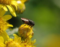 Stomorhina obsoleta