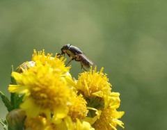 Stomorhina obsoleta
