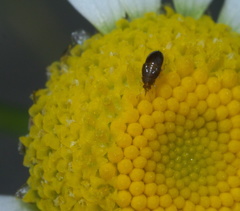 Cimicoidea