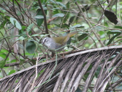 Myiothlypis leucoblephara