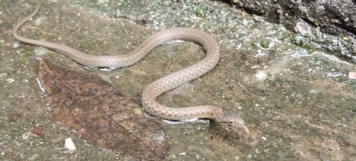 Hebius yanbianensis