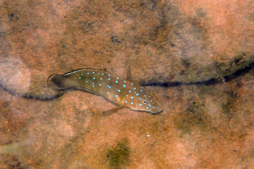 Tanganyika Clown (Eretmodus cyanostictus) — Cichlidae — 4