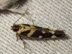 Macrobathra bigerella