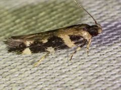 Macrobathra bigerella