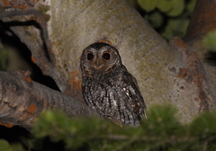 Psiloscops flammeolus