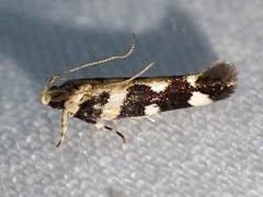 Macrobathra bigerella
