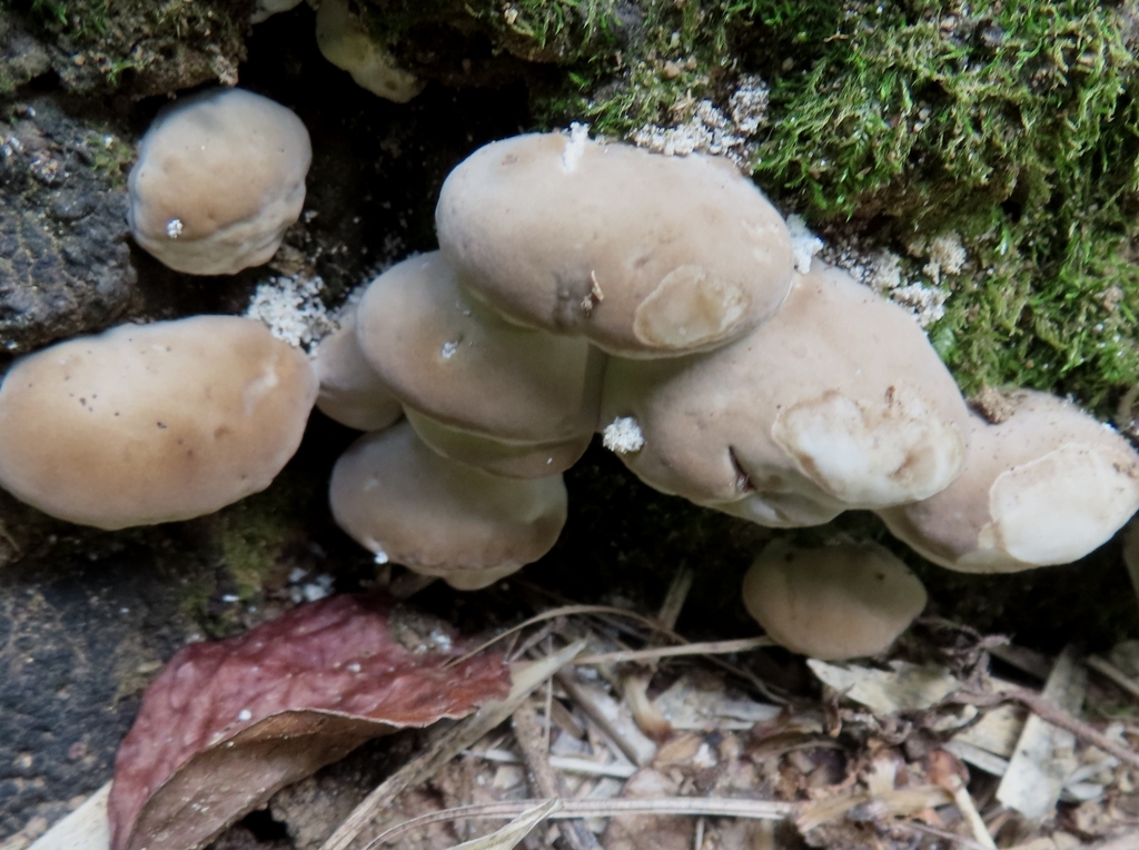 Trametes orientalis · September 2025 · photo: © mami_t_t (iNaturalist, cc-by)