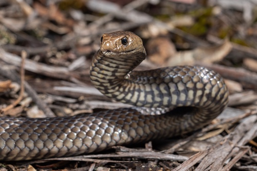 Eastern Brown Snake sighting