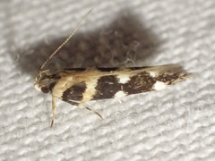Macrobathra bigerella