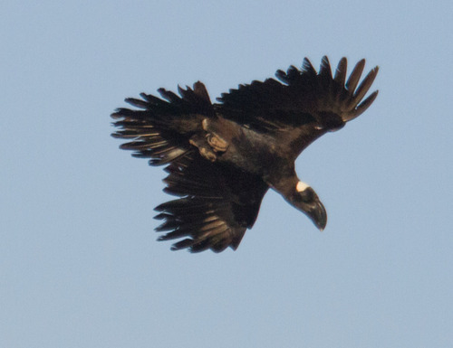 Thick-billed Raven