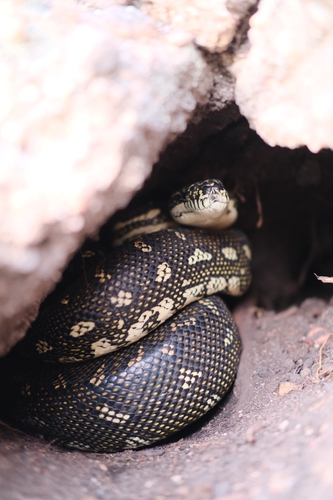 Diamond Python sighting