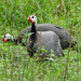 Domestic Guineafowl - Photo (c) Katja Schulz, some rights reserved (CC BY)