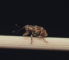 Storeus albosignatus