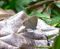 Catochrysops