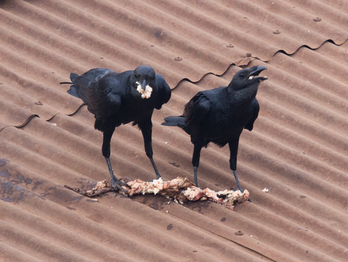 Fan-tailed Raven