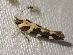 Macrobathra bigerella
