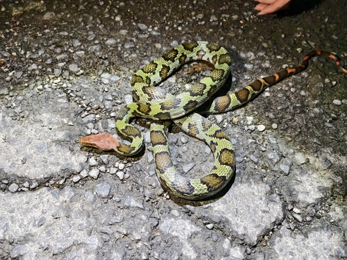 Flower Snake