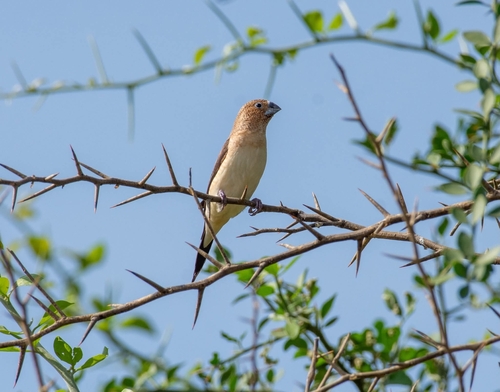 African Silverbill